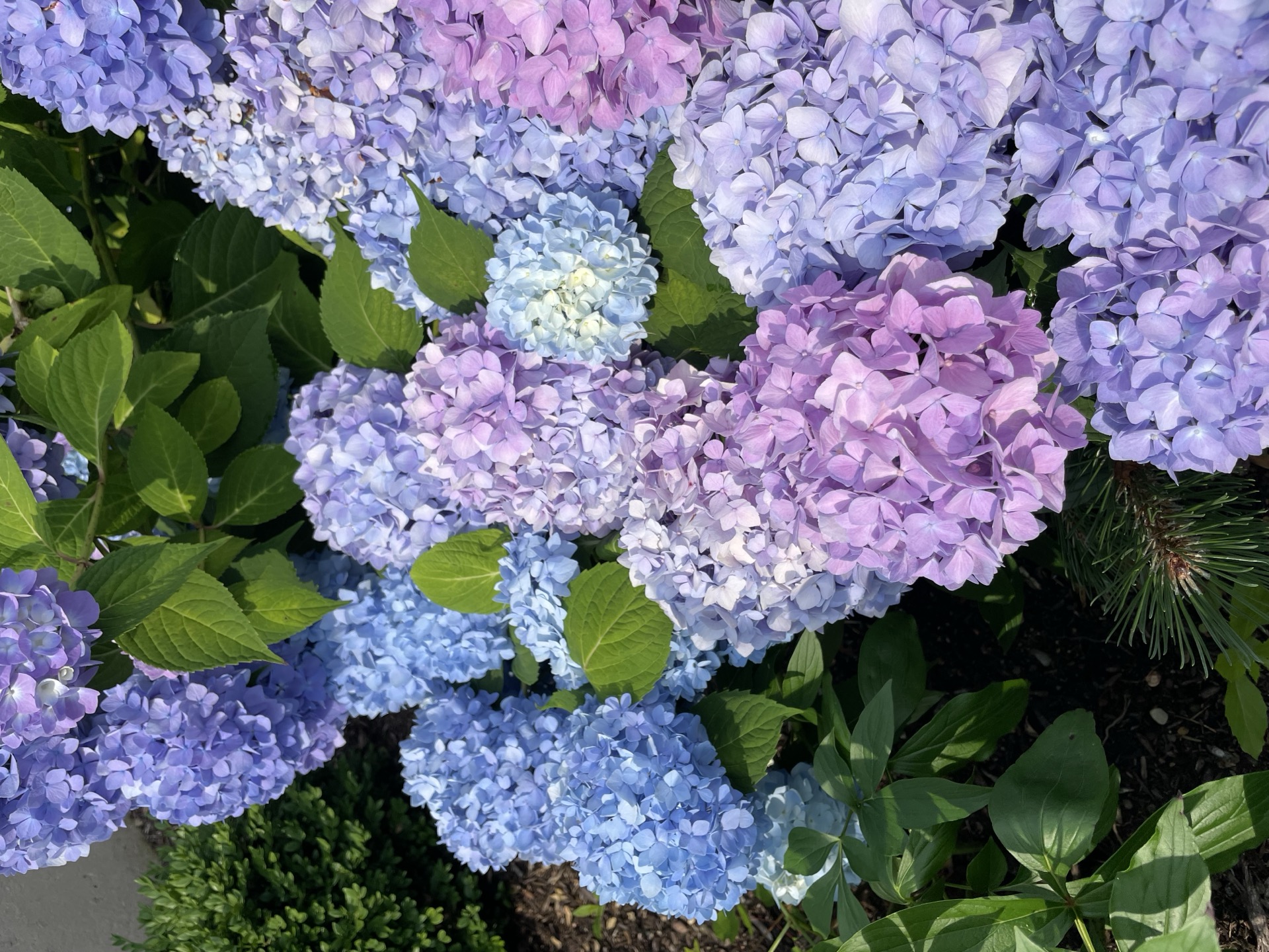 Bethie's garden
